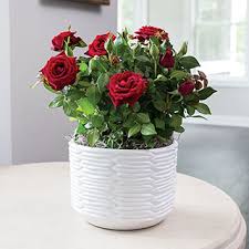 Great to share when you care: Gift a Flowering plant