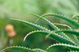 What are the benefits of aloe vera