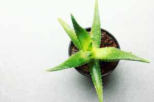 What are the benefits of aloe vera