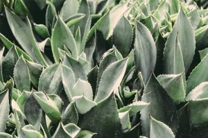 Dangers Of Aloe Vera During Pregnancy